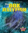 The Box Jellyfish