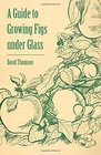 A Guide to Growing Figs under Glass