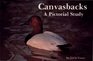 Canvasbacks a Pictorial Study
