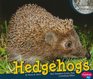 Hedgehogs