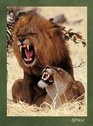 Lions Mating Journal