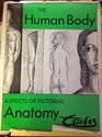 Human Body Aspects of Pictorial Anatomy