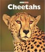 Cheetahs Big Cats