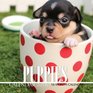 Puppies Calendar 2016 16 Month Calendar