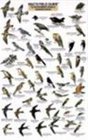 Mac's GuideSW ParkBackyard Birds