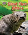 Giant River Otters