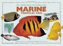 An Essential Guide to Choosing Your Marine Tropical Fish A Detailed Survey of over 60 Marine Fish Suitable for a First Collection