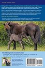 The Hoofprints Guide to the Wild Horses of Corolla NC
