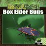 Box Elder Bugs