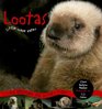 Lootas Little Wave Eater An Orphaned Sea Otter's Story