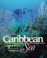 Life in the Sea  Caribbean Sea