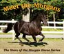 Meet the Morgans The Stars of the Morgan Horse Series