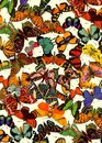 Victorian Butterflies Notebook
