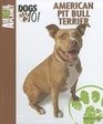 American Pit Bull Terrier
