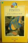 Fishes of the Caribbean Reefs the Bahamas and Bermuda