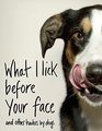 What I Lick Before Your Face  and Other Haikus By Dogs