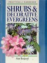 Shrubs  Decorative Evergreens
