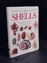 Shells The Visual Guide to Over 500 Species