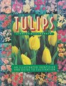 Tulips An Illustrated Identifier and Guide to Cultivation