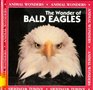 The Wonder of Bald Eagles