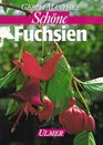 Fuchsien auf Balkon und Terrasse