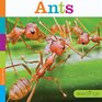 Ants Seedlings