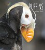 Puffins