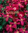 Clematis  Inspiration Selection and Practical Guidance