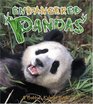 Endangered Pandas