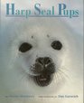 Harp Seal Pups