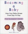 Becoming a Baby How Your Baby Grows from DaytoDay