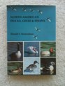 North American ducks geese  swans