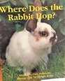 Where Does the Rabbit Hop