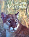 The Endangered Florida Panther