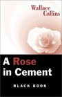 A Rose in Cement