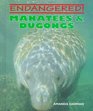 Manatees  Dugongs