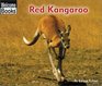 Red Kangaroo