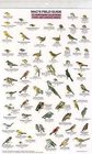 Mac's Field Guide Northern California Park  Garden Birds