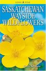 Saskatchewan Wayside Wildflowers