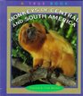 Monkeys of Central and South America