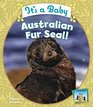 It's a Baby Australian Fur Seal