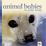 Animal Babies in Polar Lands