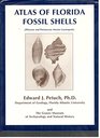 Atlas of Florida fossil shells: (pliocene and pleistocene marine gastopods)