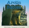 Arctic Babies