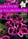 Geraniums and Pelargoniums