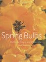 Spring Bulbs Daffodils Tulips and Hyacinths