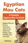 Egyptian Mau Cats Egyptian Mau Cat Facts  Information where to buy health diet lifespan types breeding care and more A Complete Egyptian Mau Cat Guide
