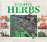 Growing Herbs A Creative StepbyStep Guide