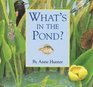 What's in the Pond