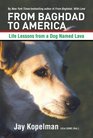 From Baghdad to America What This Marine Learned About Love and War from a Dog Named Lava